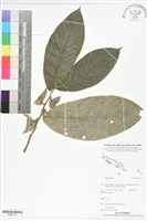 登錄號:BS05725藏品圖，第1張