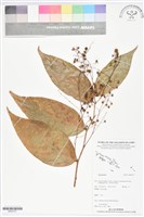 館號:BS05727藏品圖，第1張