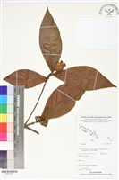 登錄號:BS05728藏品圖，第1張
