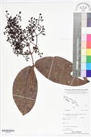 登錄號:BS05729藏品圖，第1張