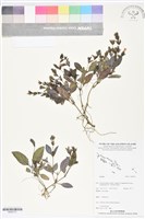 登錄號:BS05731藏品圖，第1張