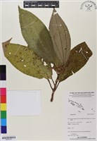 登錄號:BS05733藏品圖，第1張