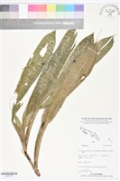 登錄號:BS05735藏品圖，第1張