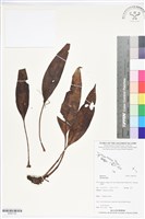 登錄號:BS05736藏品圖，第1張