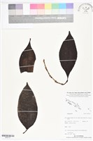 登錄號:BS05737藏品圖，第1張