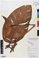 登錄號:BS05738藏品圖，第1張