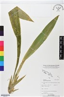登錄號:BS05739藏品圖，第1張