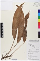 登錄號:BS05741藏品圖，第1張