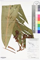 登錄號:BS05742藏品圖，第1張