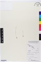 登錄號:BS05743藏品圖，第1張
