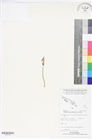登錄號:BS05744藏品圖，第1張