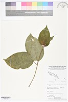 登錄號:BS05745藏品圖，第1張