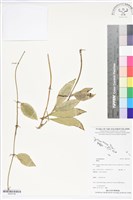 登錄號:BS05746藏品圖，第1張