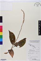 長橢圓葉伴蘭藏品圖，第1張