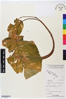 登錄號:BS05750藏品圖，第1張