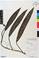 登錄號:BS05751藏品圖，第1張