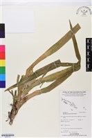 登錄號:BS05752藏品圖，第1張