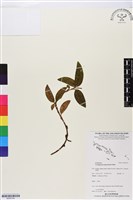 登錄號:BS05754藏品圖，第1張