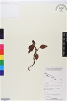 登錄號:BS05755藏品圖，第1張