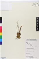 登錄號:BS05756藏品圖，第1張