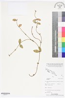 登錄號:BS05757藏品圖，第1張