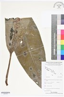 登錄號:BS05758藏品圖，第1張