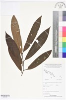 登錄號:BS05760藏品圖，第1張
