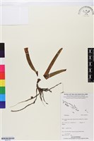 登錄號:BS05764藏品圖，第1張
