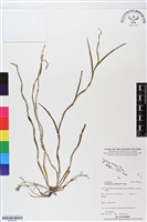 登錄號:BS05765藏品圖，第1張