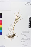 登錄號:BS05766藏品圖，第1張