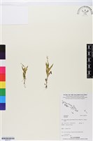 登錄號:BS05767藏品圖，第1張