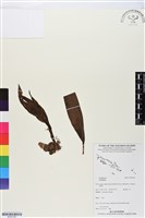 登錄號:BS05768藏品圖，第1張