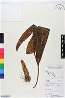 登錄號:BS05769藏品圖，第1張