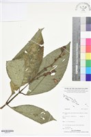 登錄號:BS05770藏品圖，第1張