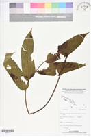 登錄號:BS05771藏品圖，第1張