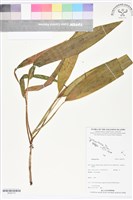 登錄號:BS05772藏品圖，第1張