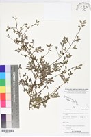 登錄號:BS05773藏品圖，第1張