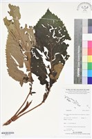 登錄號:BS05774藏品圖，第1張