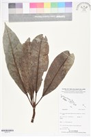 登錄號:BS05775藏品圖，第1張