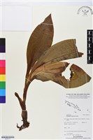 登錄號:BS05777藏品圖，第1張