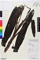 登錄號:BS05778藏品圖，第1張