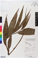 登錄號:BS05779藏品圖，第1張
