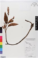 登錄號:BS05780藏品圖，第1張
