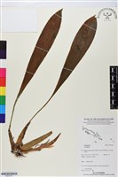 登錄號:BS05781藏品圖，第1張
