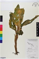 登錄號:BS05782藏品圖，第1張