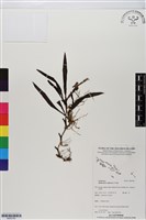 登錄號:BS05783藏品圖，第1張