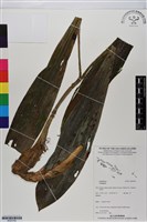 登錄號:BS05784藏品圖，第1張