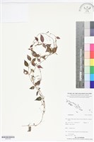 登錄號:BS05785藏品圖，第1張