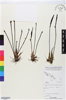 登錄號:BS05787藏品圖，第1張