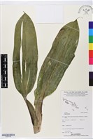 登錄號:BS05788藏品圖，第1張